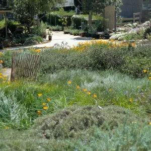 Lower Meadow, groundcover display