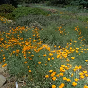 Poppies in Meadow wildflower display