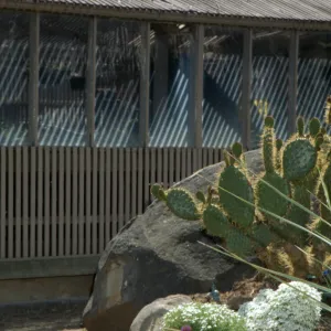 Opuntia (Prickly-pear) in front of Garden Growers lath house