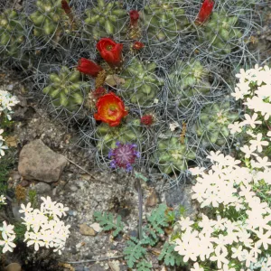 Cactus flowering in Desert Section