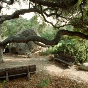 Wood benches under coast live oak behind Blaksley Boulder (Century Plant)