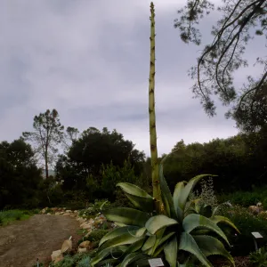 Agave sobria with tall inflorescence in Dudleya Display
