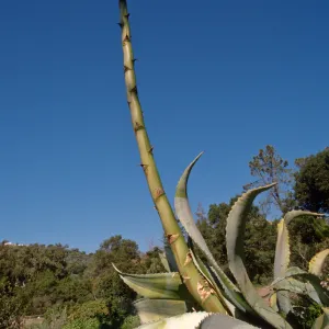 Agave sobria with tall inflorescence in Dudleya Display