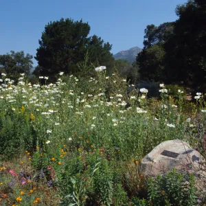 Romneya 'Butterfly' and dedication plaque, © Marie Gayeski