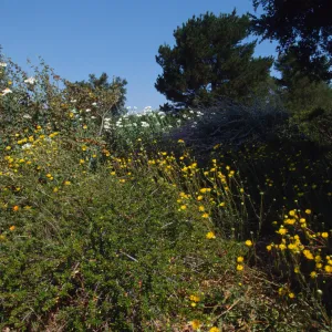 plant display at SBBG, © Marie Gayeski
