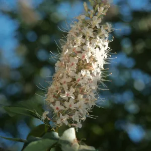 Aesculus californica inflorescence