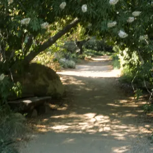 Aesculus in bloom in the Arroyo