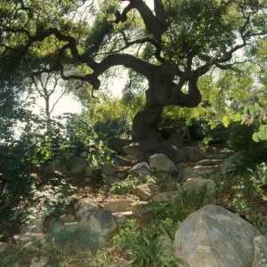 stone steps from the Arroyo to the Manzanita Section (Coastal Live Oak)