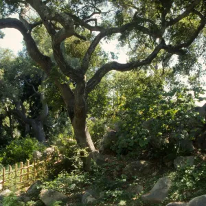 Tea House fence at the bottom of the Arroyo Section