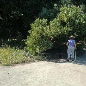visitor walking along the Meadow into the Meadow Oaks