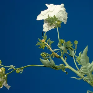 Matilija poppies in bloom