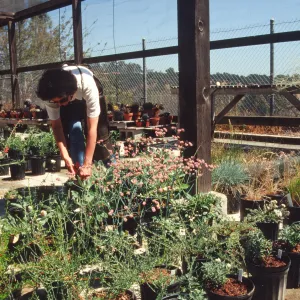 Horticulture Unit covered growing area, gallon pots, potted plants