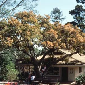 Entrance Oak and gift shop