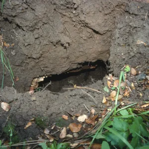 Uprooted tree location
