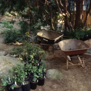 Tea House Garden installation