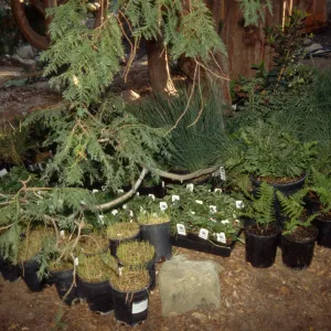 Plants for Tea Garden