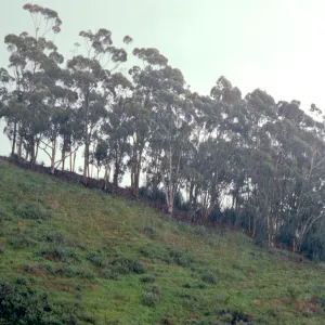east slope Eucalytpus grove