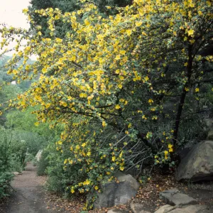 Flannelbush, SBBG