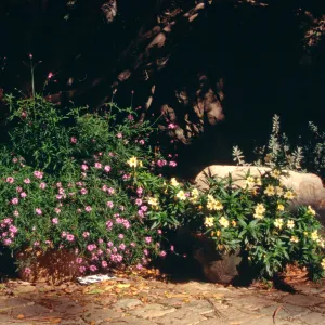potted plants at Garden Entrance, pavered path and boulder