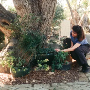 Garden Entrance display, bench and oak in front of the Gift Shop