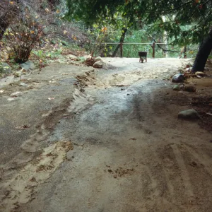 Trail erosion in the Redwood Section after heavy rains