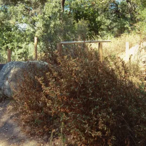 Site for new picnic area