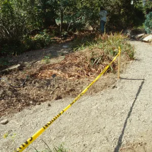 Path Paving