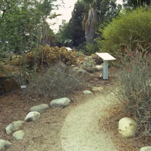 Path in the Desert