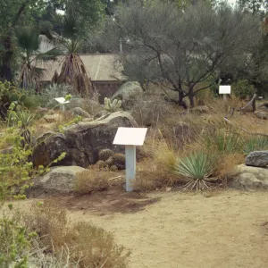 Path in the Desert