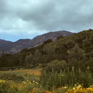 SBBG Meadow with mountain view