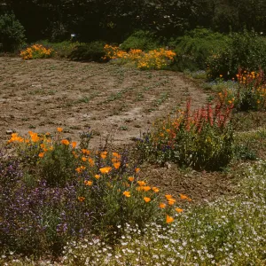 new planted Meadow with wildflower border