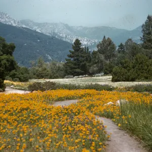 SBBG Meadow, view to mountains