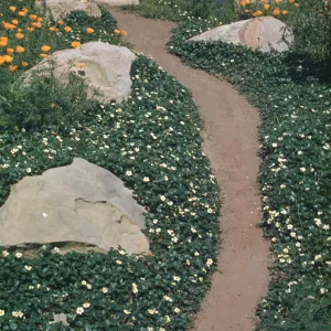 Trail, path through Fragaria (strawberry) border, SBBG Meadow