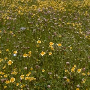 Wildflowers at Jolon Mission