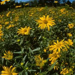 Porter Trail, yellow asters in bloom