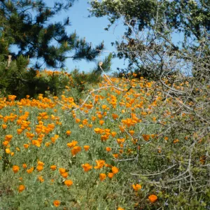 Poppies on the Porter Trail slope