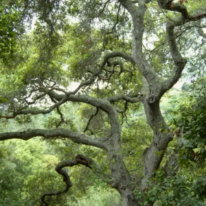 coast live oak, Quercus agrifolia, SBBG Arroyo Section