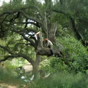 Manny, pruning of Coast live oak in the Arroyo