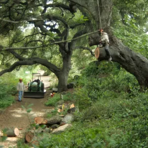 Manny, pruning of Coast live oak in the Arroyo