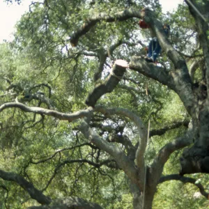 Manny, pruning of Coast live oak in the Arroyo