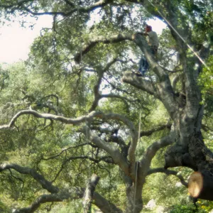 Manny, pruning of Coast live oak in the Arroyo