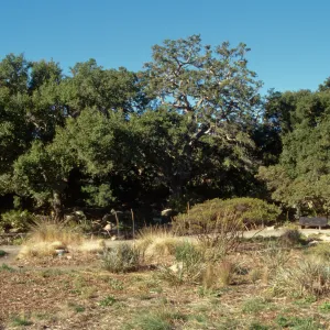 Brook Oak (Coastal Live Oak), 1998 (sparce foliage)