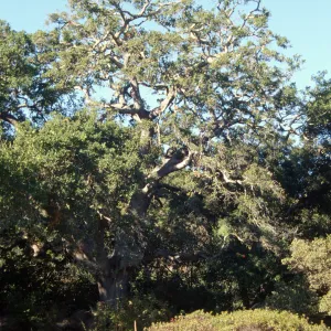 Brook Oak (Coastal Live Oak), 1998 (sparce foliage)