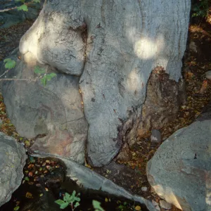Brook Oak (Coastal Live Oak), 1998 (diseased trunk)
