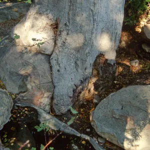 Brook Oak (Coastal Live Oak), 1998 (diseased trunk)