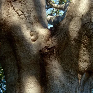 Brook Oak (Coastal Live Oak) (diseased trunk, draining lesion)