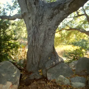 Brook Oak (Coastal Live Oak) (diseased trunk, open lesion)