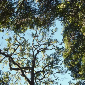 Brook Oak (Coastal Live Oak) (sparce canopy)