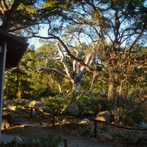 oak tree removal, diseased oak