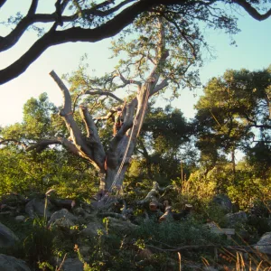 oak tree removal, diseased oak